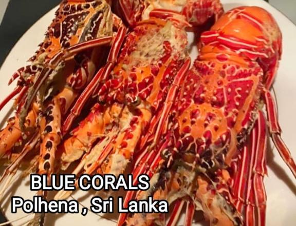 Blue Corals Beach Bungalow Matara Esterno foto